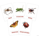 Книжка-раскраска  8л.А5 НАСЕКОМЫЕ с наклейками
